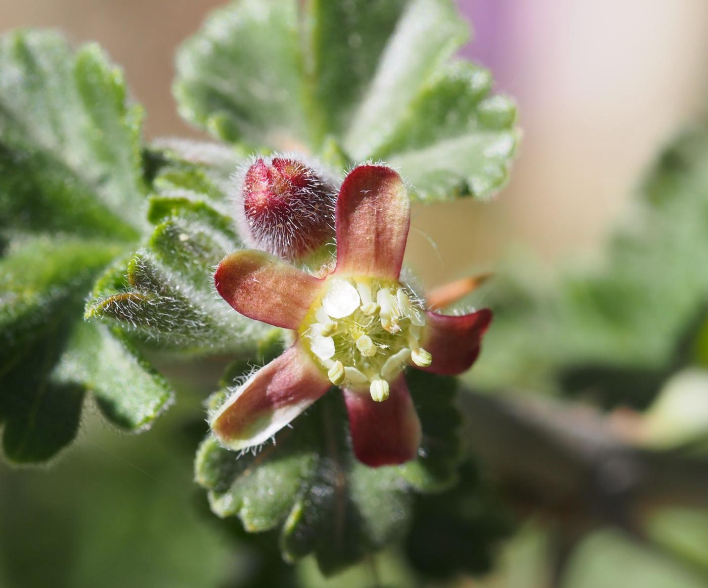 Gooseberry flower